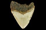 Bargain, Fossil Megalodon Tooth - North Carolina #124968-2